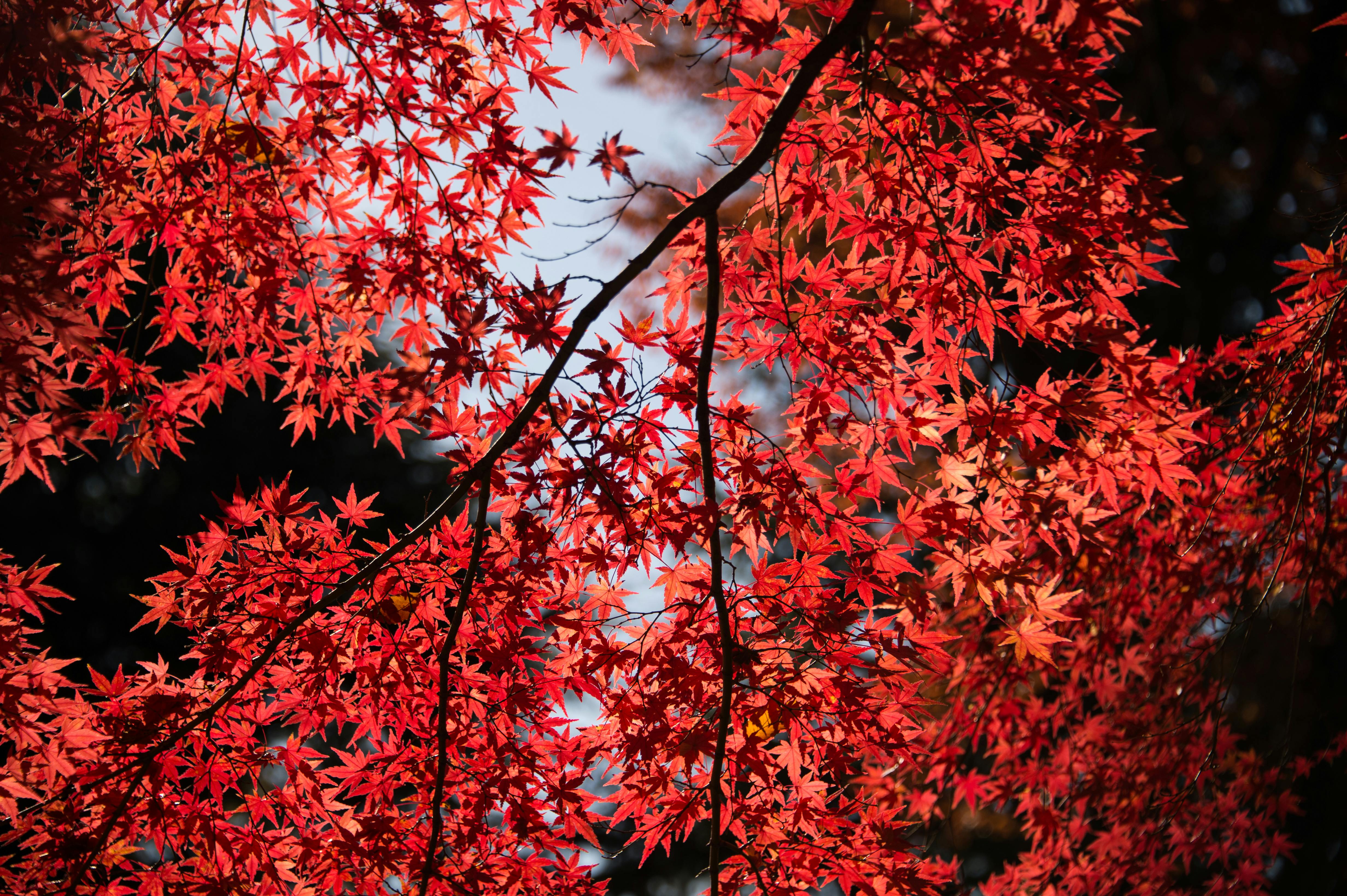 leaves